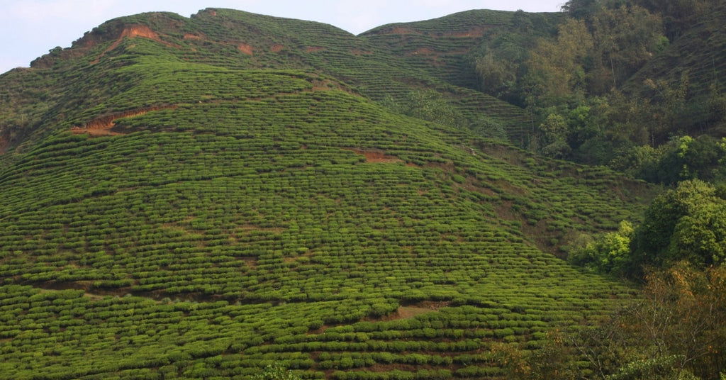 darjeeling-tea-region