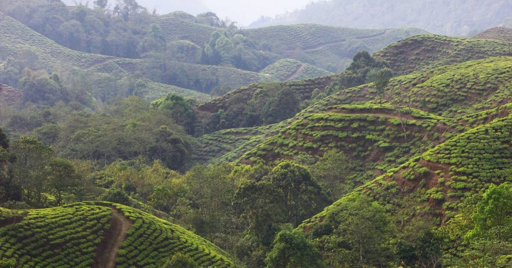 darjeeling-tea-region