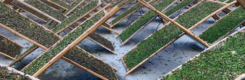 Tea drying on racks