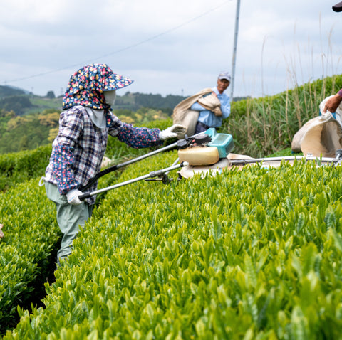 Tea Harvesting in Shizuoka