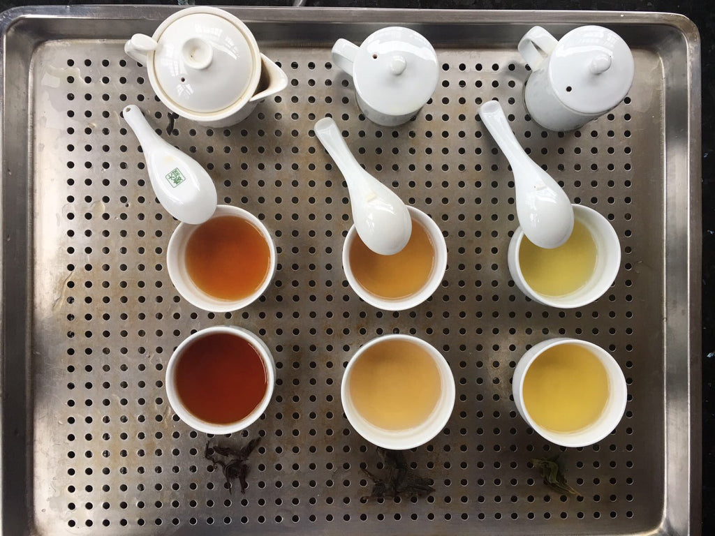 Oolong tea tasting