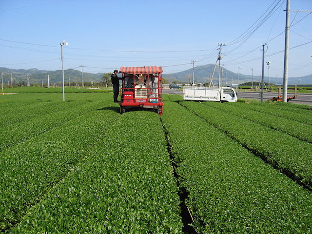japanese-tea-region
