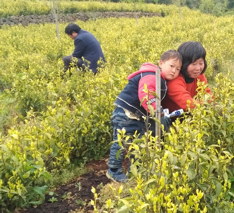 Chinese tea fields