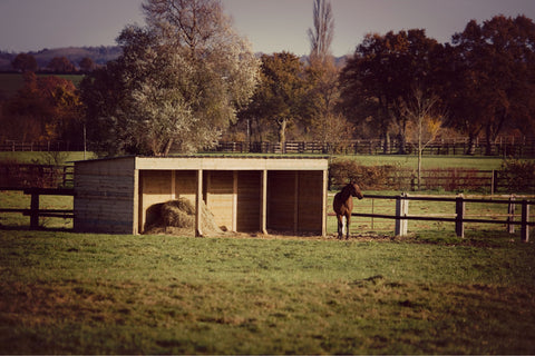 Horse Shelter with Hay inside and Horse outside