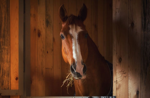 Horse in Stable