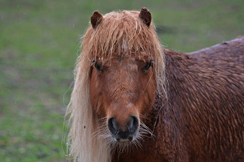 Wet Shetland Pony
