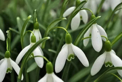 Snowdrop Flower 