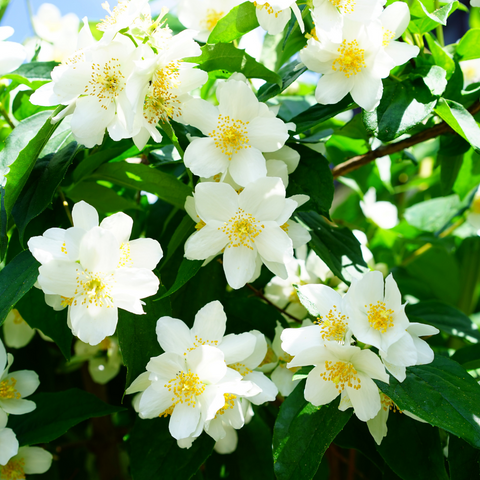 Jasmine fragrance