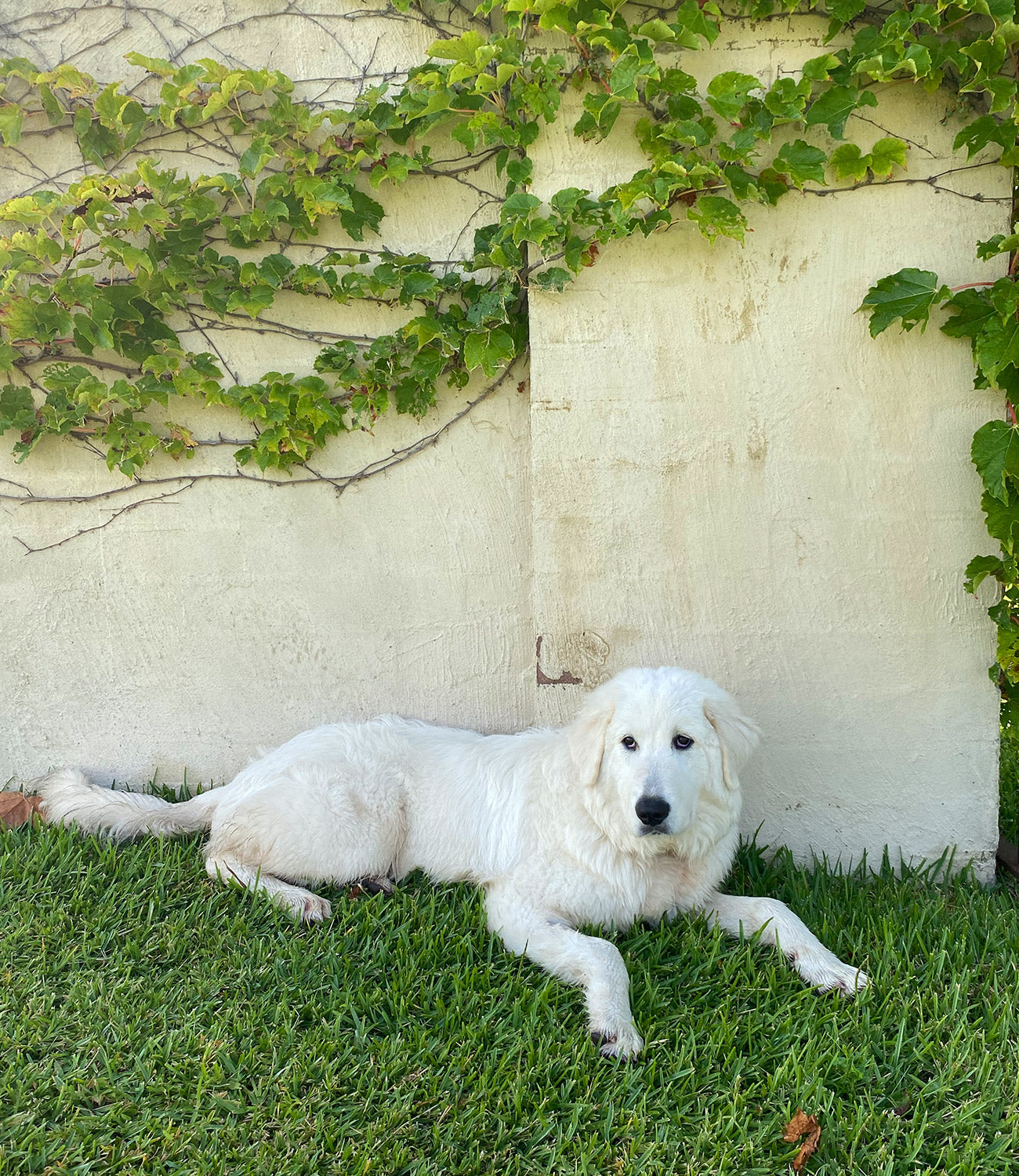Polare the dog at Krinklewood Estate Hunter Valley NSW
