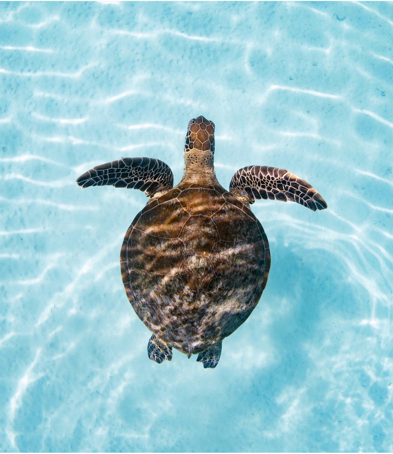 Greenback turtle shot by Environmental Science Student and underwater photographer Tarni for Arnhem Byron Bay