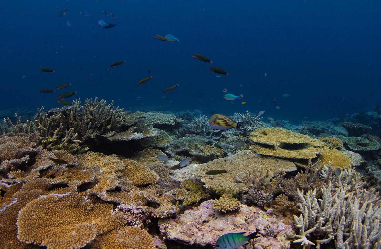 Australian Reef image shot by Environmental Science Student and underwater photographer Tarni for Arnhem Byron Bay