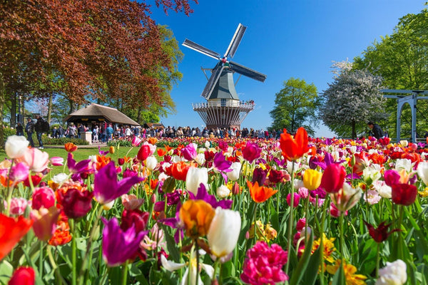 the keukenhof