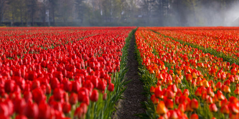 Tulpenveld