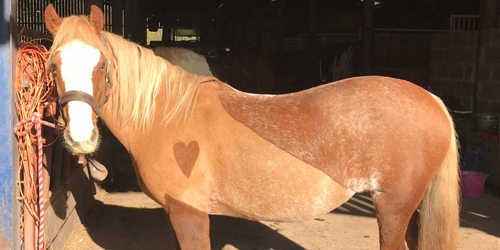 best horse clippers 2018