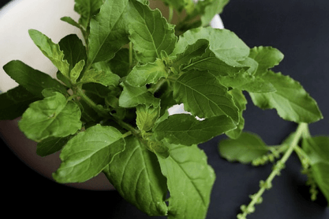 Holy Basil