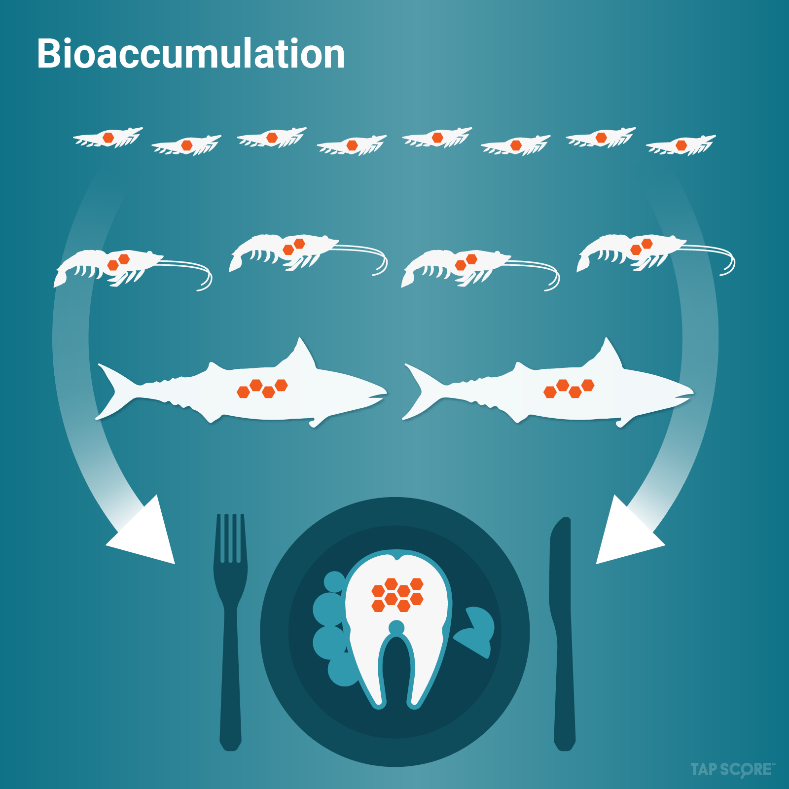 Bioaccumulation Process
