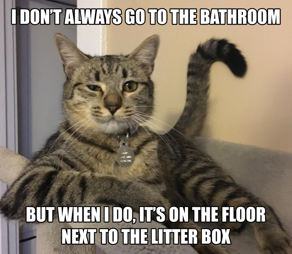 Cat Not Using Its Litter Box Tips For Solving Litter Box Aversion