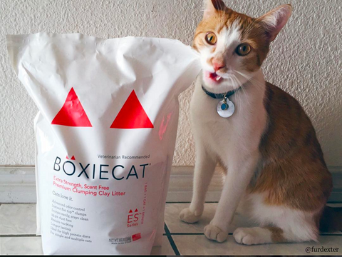 Cat with Boxiecat Extra Strength Cat Litter