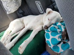 Eddy sleeping after camping