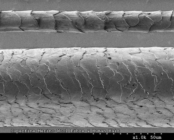 Merino fibre compared to human hair