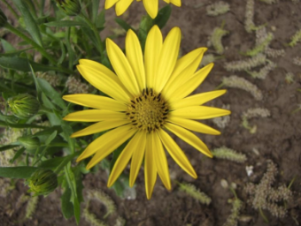 yellow-flower