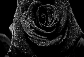 black-rose