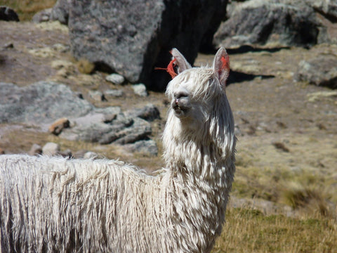 Alpaca vs Merino. Photo of white alpaca.