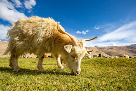 Photo of a Kashmir goat. Cashmere vs Merino wool