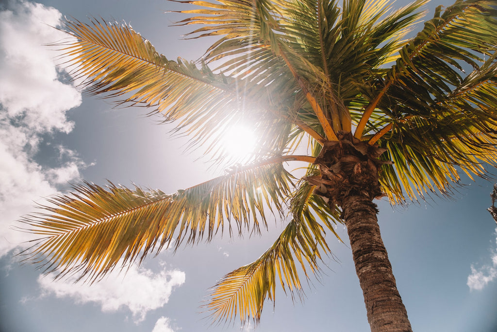 This photo of the sun through the palm tree illustrates that Merino wool fiber has evolved to naturally protect against harmful UV rays.