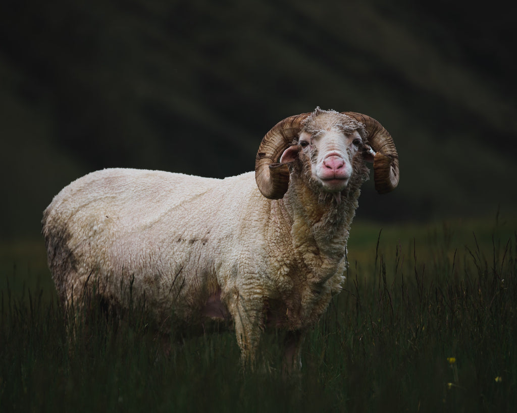 Sheared Merino sheep