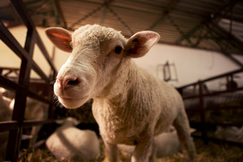 Photo of a Merino lamb. Lambswool is lighter, softer and warmer than wool from an adult sheep.