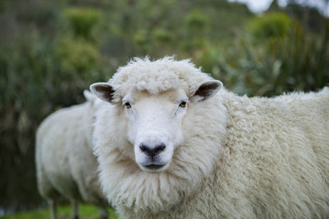 Merino wool vs wool. Merino is a breed of sheep that produces lightweight, soft wool.
