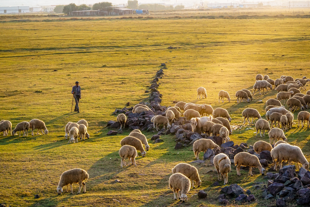 Linking Merino wool growers with the customers is a primary goal of AWI.