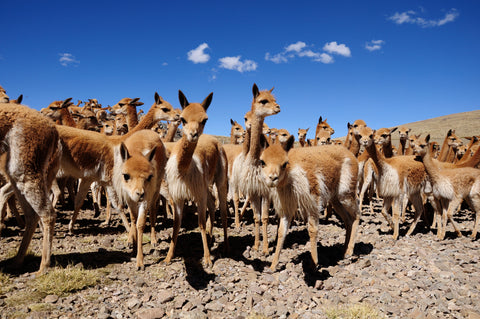 A flock of vicuñas in the wilds of South America. Vicuña is the most rare wool in the world.