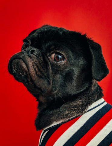 image of a black pug in striped sweater - slim wallet