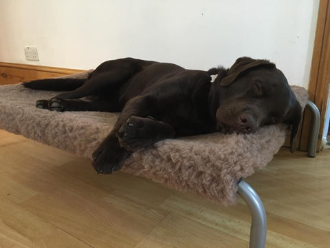 Monty enjoying his HiK9 bed