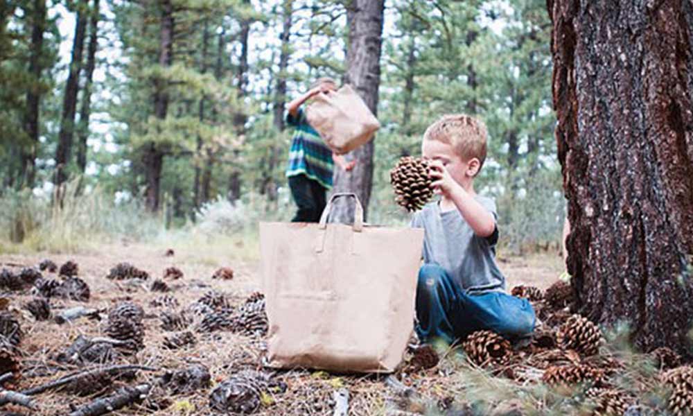 Pick Up The Pinecones