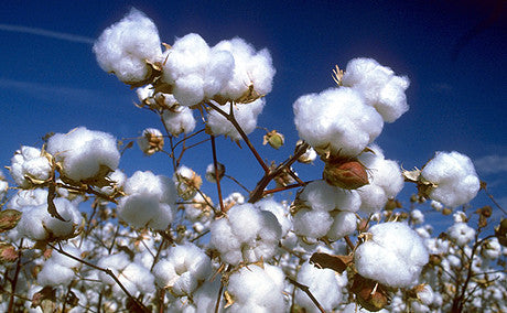 Cotton in its original form