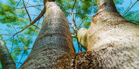 environmental value of trees