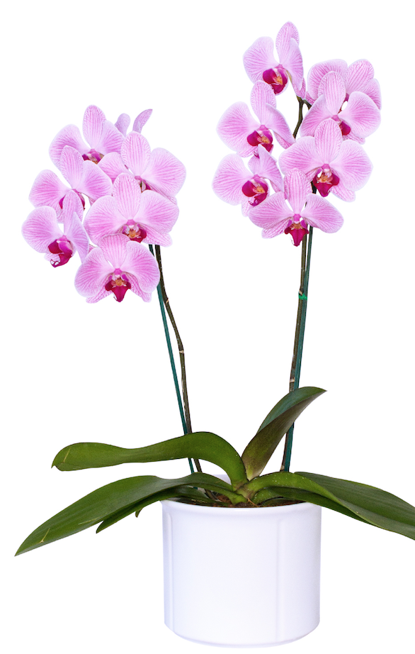 Orquídea Pink – Amazonia Republic