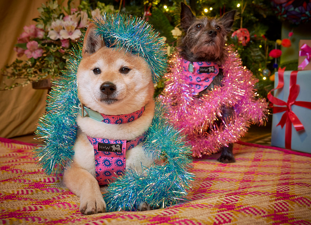 Hiro and Wolf in tinsel