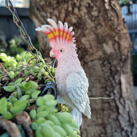 Major Mitchell's Cockatoo Pot Sitter