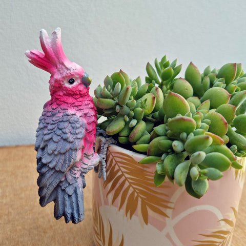 Galah Pot Sitter