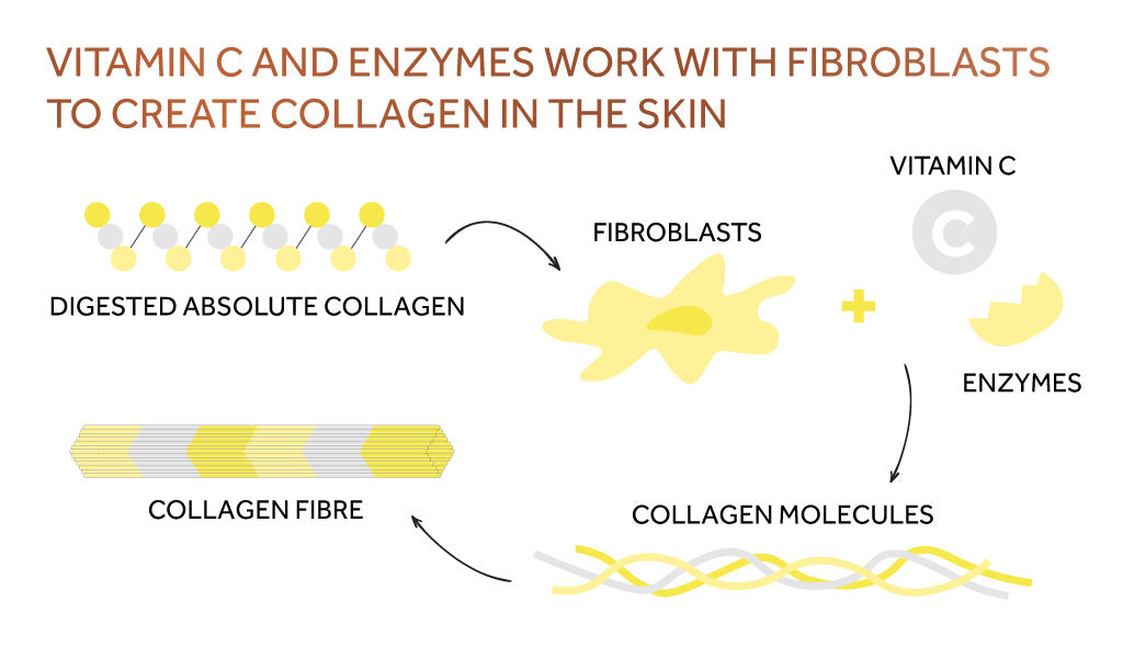 Graphic showing the process of Absolute Collagen and Vitamin C working with fibroblasts to create collagen in the skin
