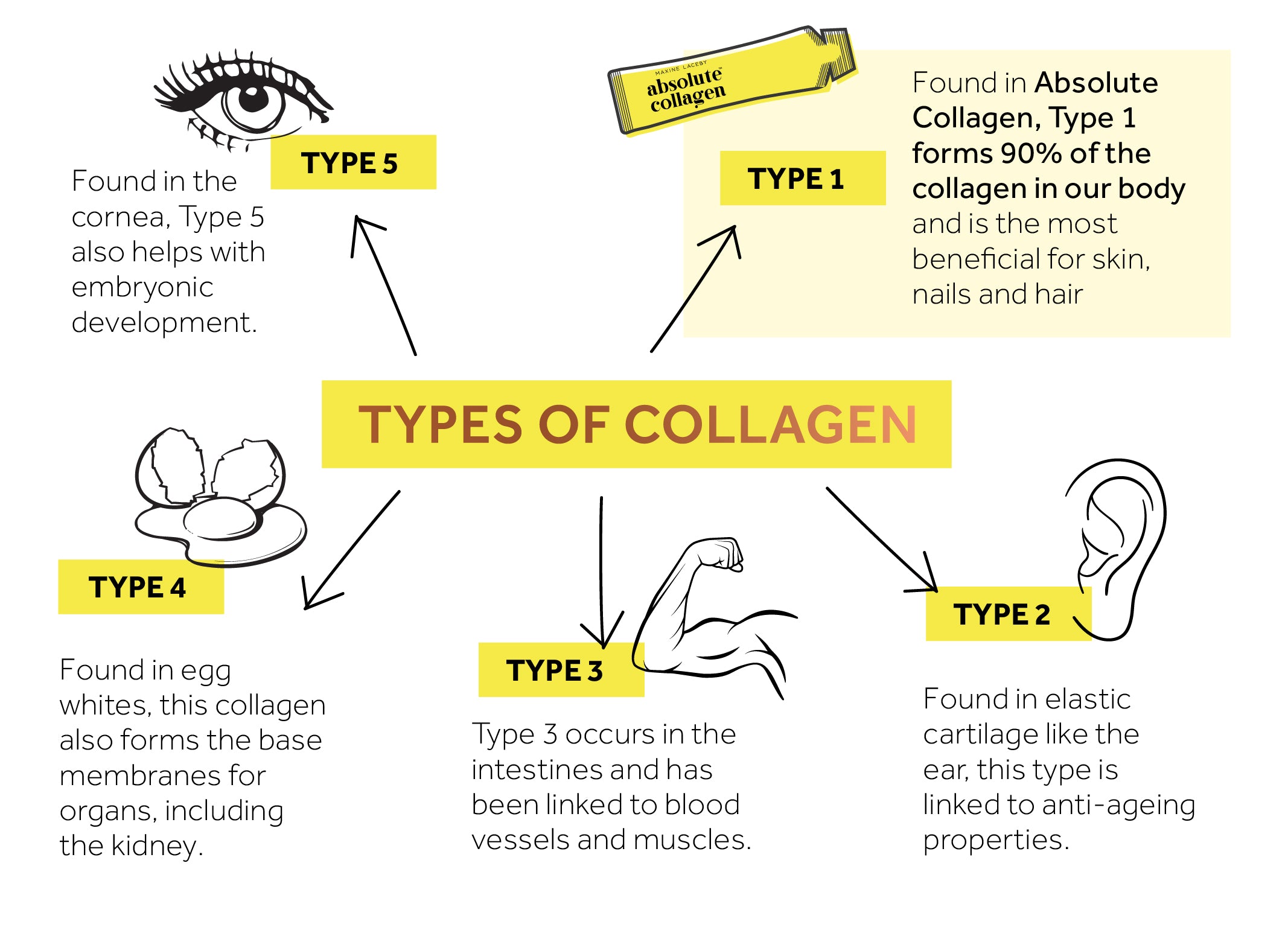 Infographic explaining the different types of collagen 