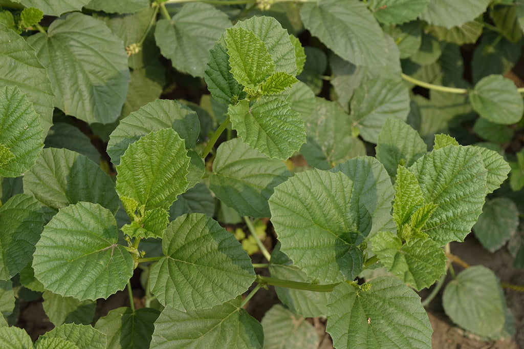 Photograph of green leafy plant from which bakuchiol is derived