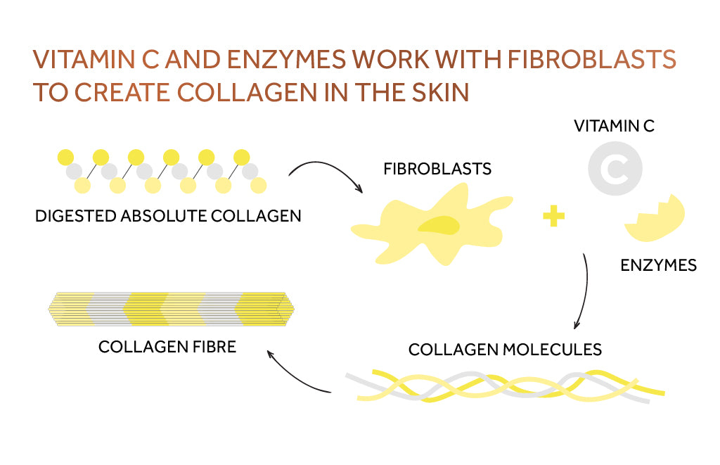 Image of infographic showing how vitamin C and enzymes create collagen