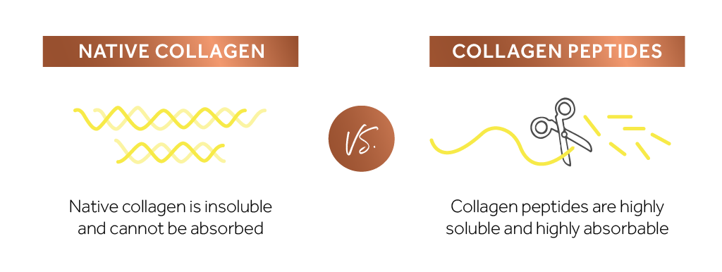 Graphic demonstrating the differences in solubility and absorption between a large native collagen molecule and smaller hydrolysed collagen peptides