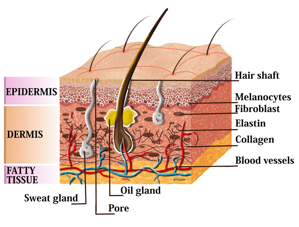 Cross section of skin diagram showing collagen and fibroblasts 