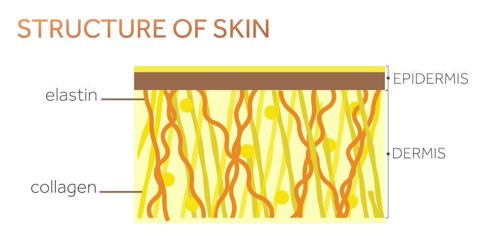 Graphic showing the structure of the skin with the dermis, epidermis, collagen and elastin